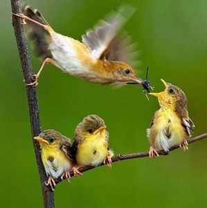 Meet your Posher, Liseth